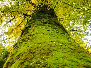 Low angle view of tree in forest