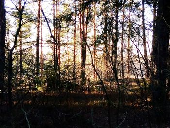 Trees against sky during sunset