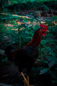 Bird in a field