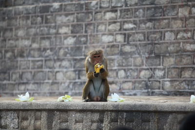 Baboon eating banana while sitting against wall