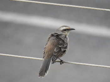 Low angle view of bird perching on cable