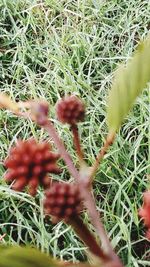 Close-up view of grass