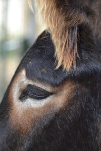 Close-up of horse eye