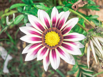 Close-up of pink flower