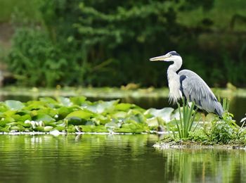 High angle view of gray heron on lake