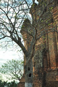 Low angle view of tree against sky