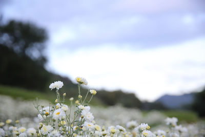 Close-up of white flowering plant on field