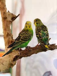 Bird perching on a branch