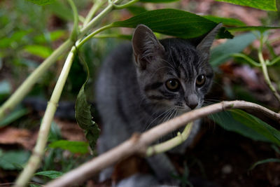 Portrait of a cat