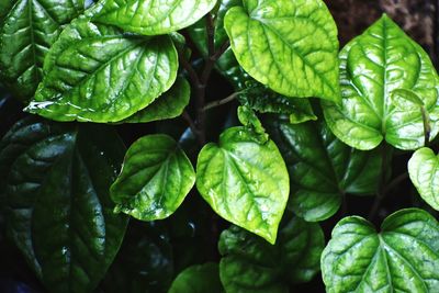 Close-up of leaves