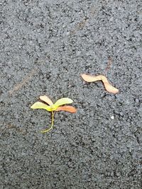 High angle view of yellow leaf on street