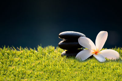 Close-up of white flowering plants on field