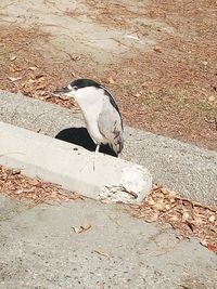 High angle view of bird perching on ground