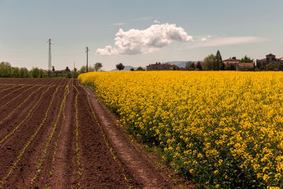 Scenic view of oilseed rape field against sky