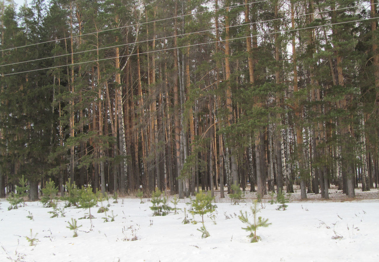 SCENIC VIEW OF FOREST DURING WINTER