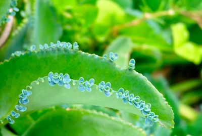 Close-up of wet plant leaves