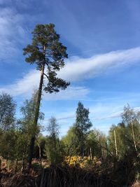 Low angle view of trees against sky