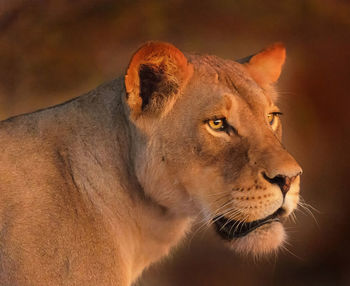 Close-up of lioness