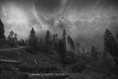 Pine trees in forest against sky at night