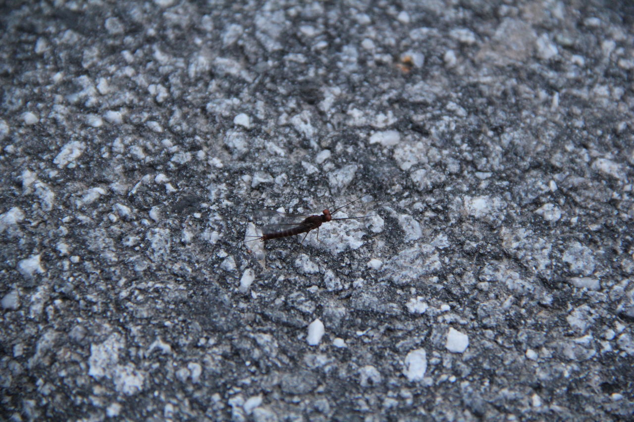 HIGH ANGLE VIEW OF AN INSECT ON A CITY