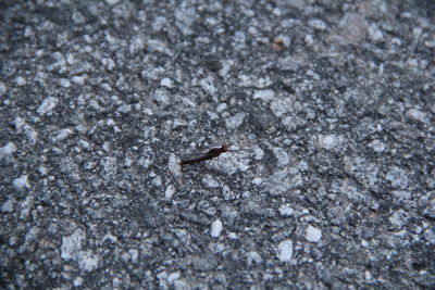 High angle view of insect on ground