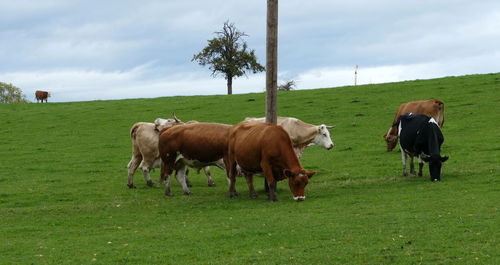 Cows grazing in a field