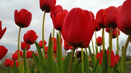 Close-up of red poppies on field against sky