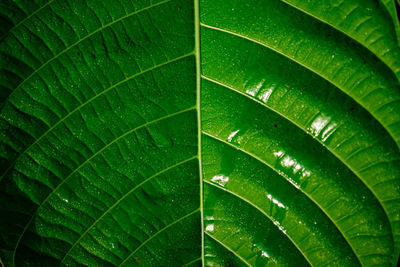 Full frame shot of wet leaves