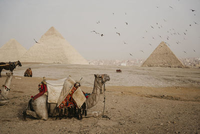 Egypt, cairo, flock of birds flying over camels resting near giza pyramids