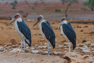 3 marabou stock birds on a dried field in the park