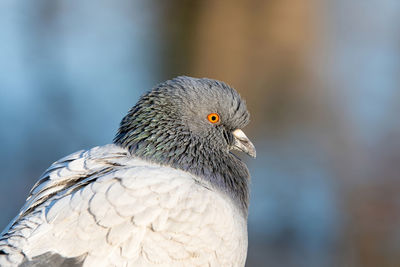 Close-up of pigeon