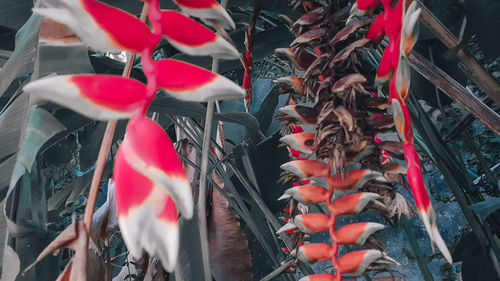 Close-up of red flags for sale in market