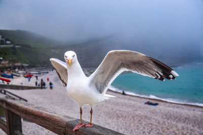 Close-up of seagull flying over sea