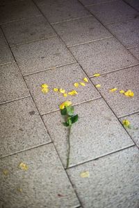 Close-up of yellow leaves