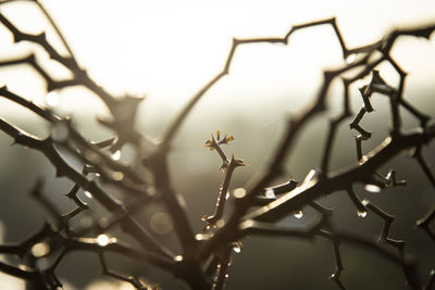 Close-up of twigs on branch