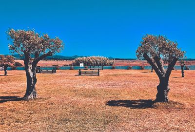 Trees on field against clear blue sky