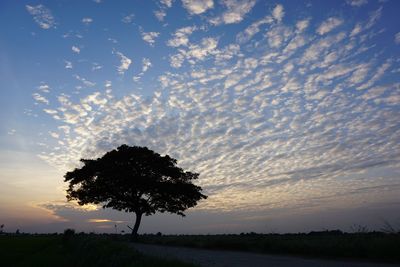 Silhouette tree against sky during sunset