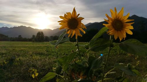 Close-up of sunflowers growing in field