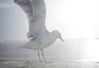 Close-up of seagull against sea