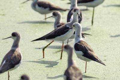 View of seagulls on land