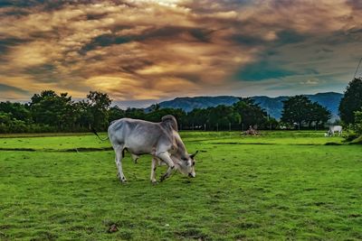 Horse grazing on field against sky