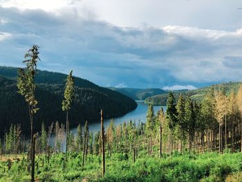 Panoramic shot of trees on land against sky