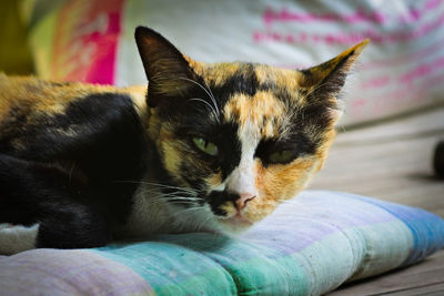 Close-up of cat resting