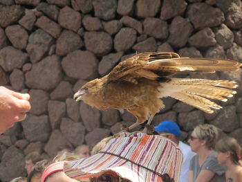 Close-up of eagle perching on hat