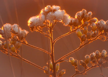 Close-up of flowering plant