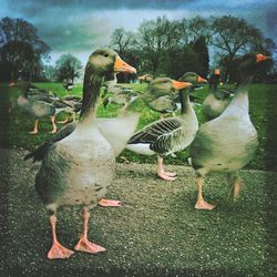 Close-up of birds