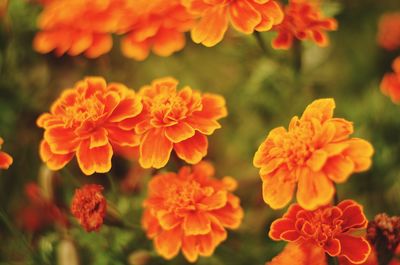 Close-up of orange marigold flowers