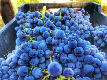 Close-up of grapes