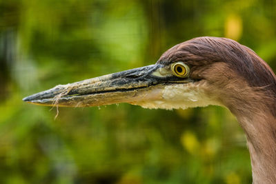 Close-up of a bird