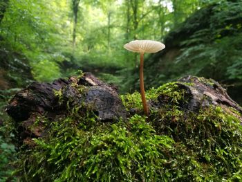 Close-up of mushroom growing on moss covered rock in forest